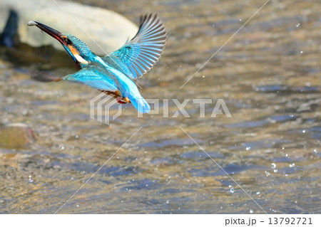 カワセミ カワセミ 13792721