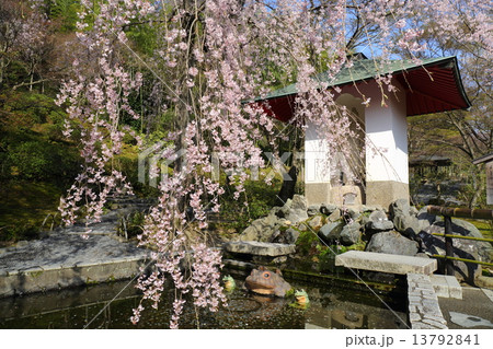 京都 天龍寺 愛の泉に咲く枝垂れ桜 京都 天龍寺 愛の泉に咲く枝垂れ桜 13792841