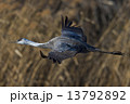 ナベヅル 13792892