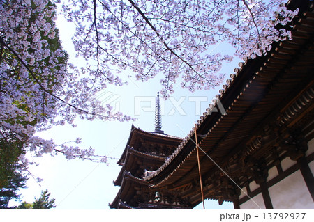 春の興福寺 五重塔(奈良市)に咲く桜 春の興福寺 五重塔(奈良市)に咲く桜 13792927