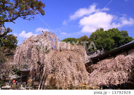 氷室神社(奈良市)に咲く枝垂れ桜 氷室神社(奈良市)に咲く枝垂れ桜 13792929