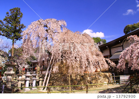 氷室神社(奈良市)に咲く枝垂れ桜 氷室神社(奈良市)に咲く枝垂れ桜 13792930
