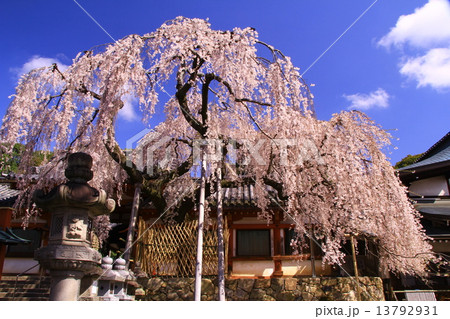 氷室神社（奈良市）のしだれ桜 13792931