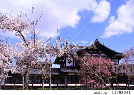 奈良国立博物館　仏教資料センターに咲く桜 13792941