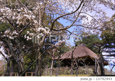 円窓亭（ まるまどてい）奈良公園に咲く馬酔木の花 13792943