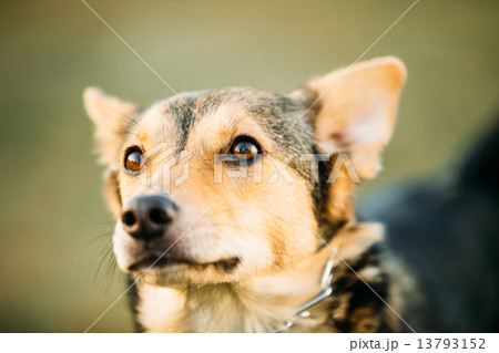 Brown Dog Head Close Up Portrait Brown Dog Head Close Up Portrait 13793152
