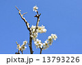 梅の花と青空 13793226