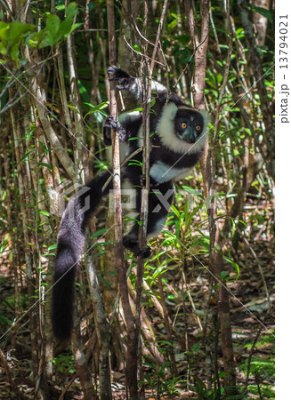 Black-and-white ruffed lemur of Madagascar Black-and-white ruffed lemur of Madagascar 13794021