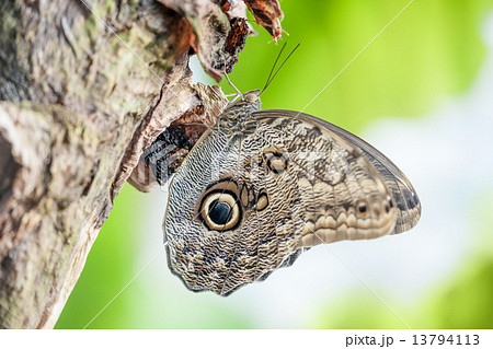 morpho peleides butterfly 13794113