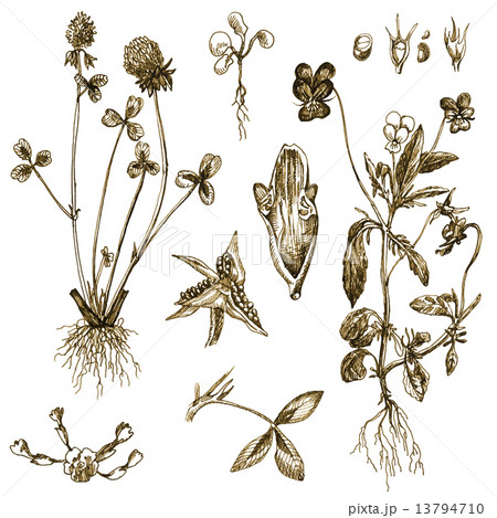 herbs 13794710