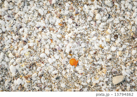 sea shell background sea shell background 13794862