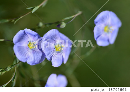 亜麻の花 亜麻の花 13795661