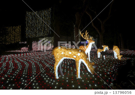 夜の春日大社神苑　イルミネーション　イルミ奈～ら 13796056