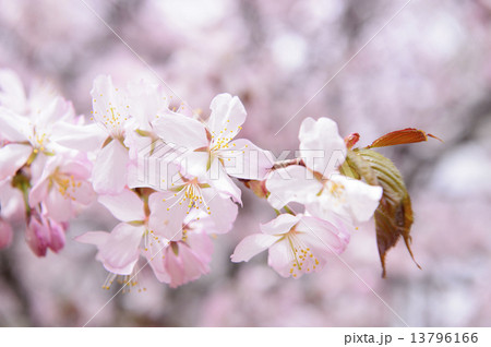 桜のアップ 13796166