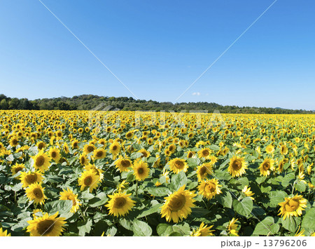 ヒマワリ 13796206