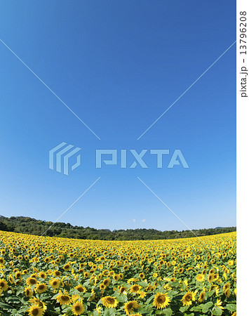 ヒマワリ 13796208