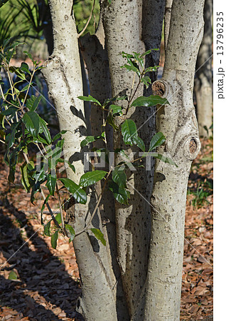 キンモクセイ(金木犀) キンモクセイ(金木犀) 13796235