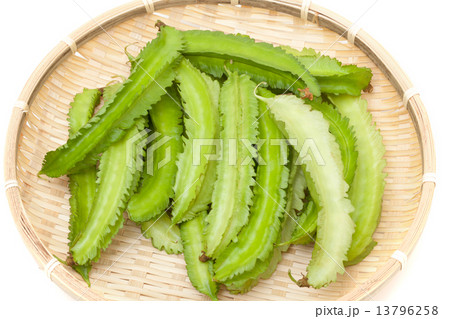 シカクマメ シカクマメ 13796258