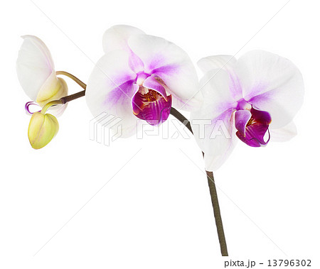 Blooming twig of white purple orchid isolated on white backgroun 13796302