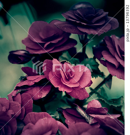 beautiful Vintage flower in the garden beautiful Vintage flower in the garden 13796392