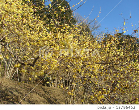 ロ-バイの花(埼玉県長瀞町・宝登山の「ロ-バイ園」) ロ-バイの花(埼玉県長瀞町・宝登山の「ロ-バイ園」) 13796452