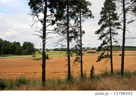 rural landscape in Finland, pine, field, road, autumn 13796493
