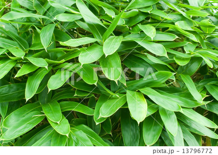 クマザサ 13796772