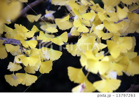 イチョウの葉 13797263