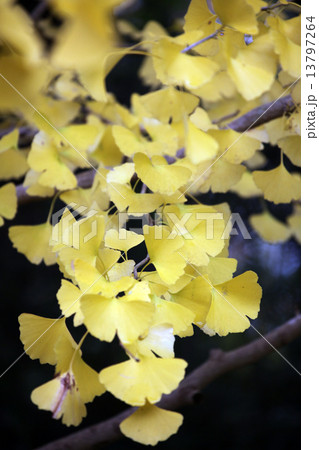 イチョウの葉 13797264