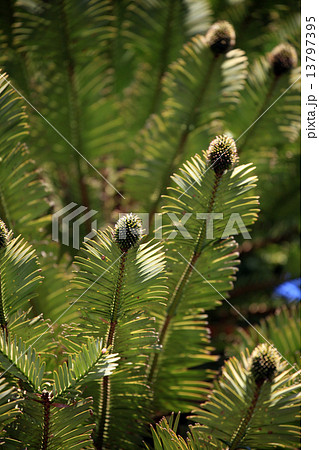 ジュラシックツリー 13797395