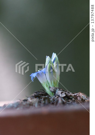 筆竜胆 フデリンドウと申します。 筆竜胆 フデリンドウと申します。 13797488