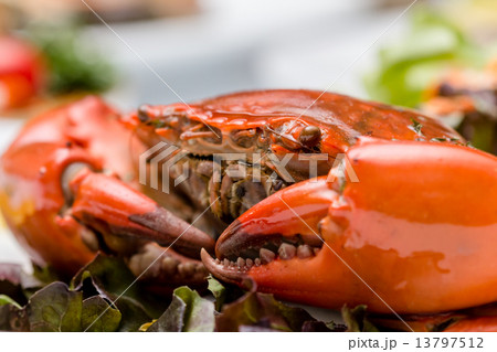 crab crab 13797512