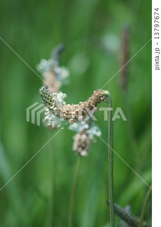 箆大葉子ヘラオオバコ　雑草ですけどよく見るとかわいいです。 13797674