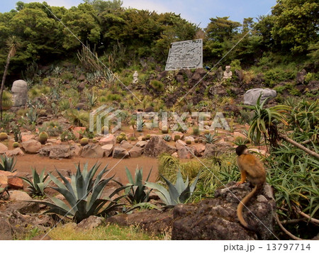 伊豆シャボテン公園 13797714