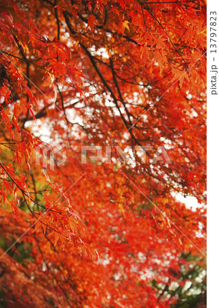 紅葉のグラデーション 紅葉のグラデーション 13797823