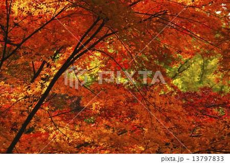 紅葉のグラデーション 13797833