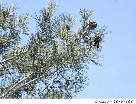 白松の松ぼっくり 13797838