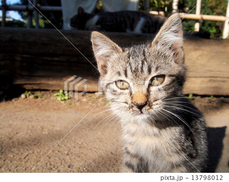 子猫 13798012