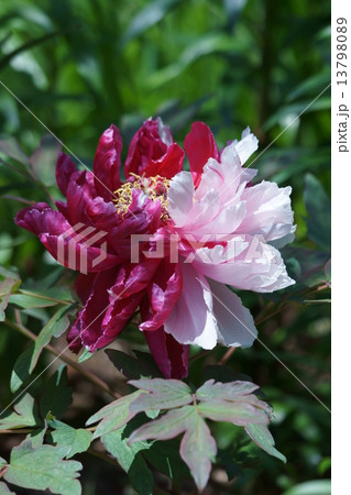 牡丹 品種は花二喬 はなにきょう の写真素材