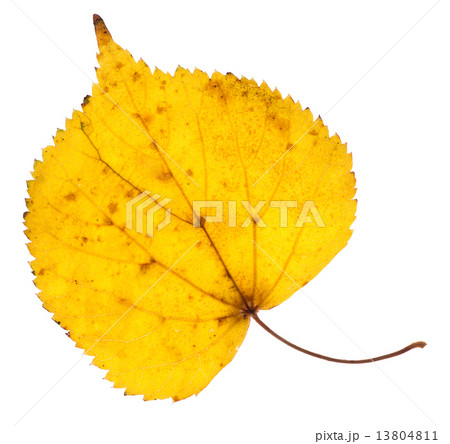 Linden yellow leaf isolated 13804811