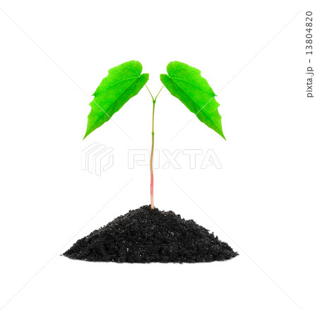 Small growing green plant 13804820