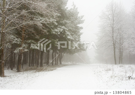 Morning in the winter wood 13804865