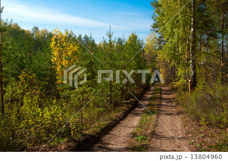 Road at autumn forest 13804960