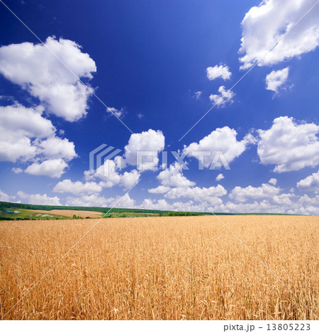 Wheat field under blue sky 13805223