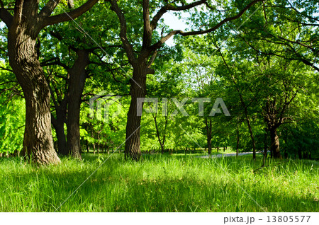 Morning at summer forest Morning at summer forest 13805577