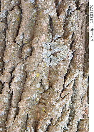 Bark of a tree a lichen 13805776
