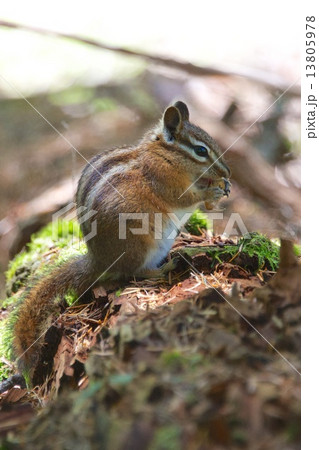 Chipmunk Chipmunk 13805978