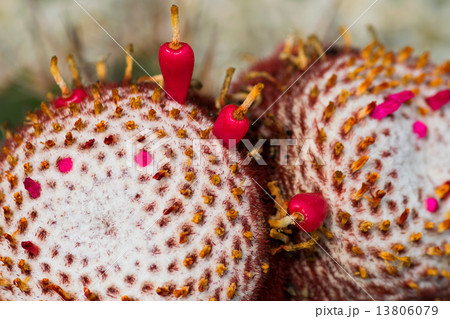 メロカクツス・アーネスティー、茜雲、サボテン科、ブラジル 13806079