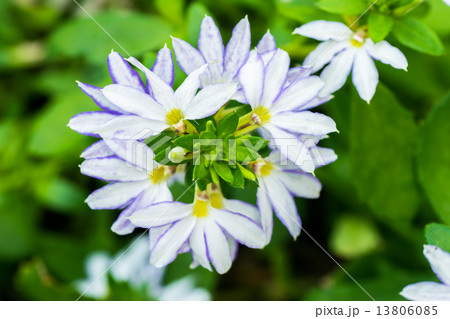 スカエヴォラ・アエムラ, ブルーファンフラワー、 オーストラリア南東部 13806085