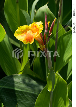 カンナ・グラウカ、カンナ科、中央~南アメリカ カンナ・グラウカ、カンナ科、中央~南アメリカ 13806093